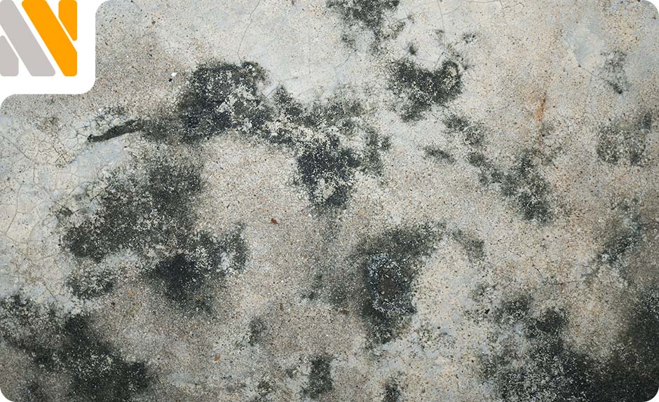 efectos-moho-negro