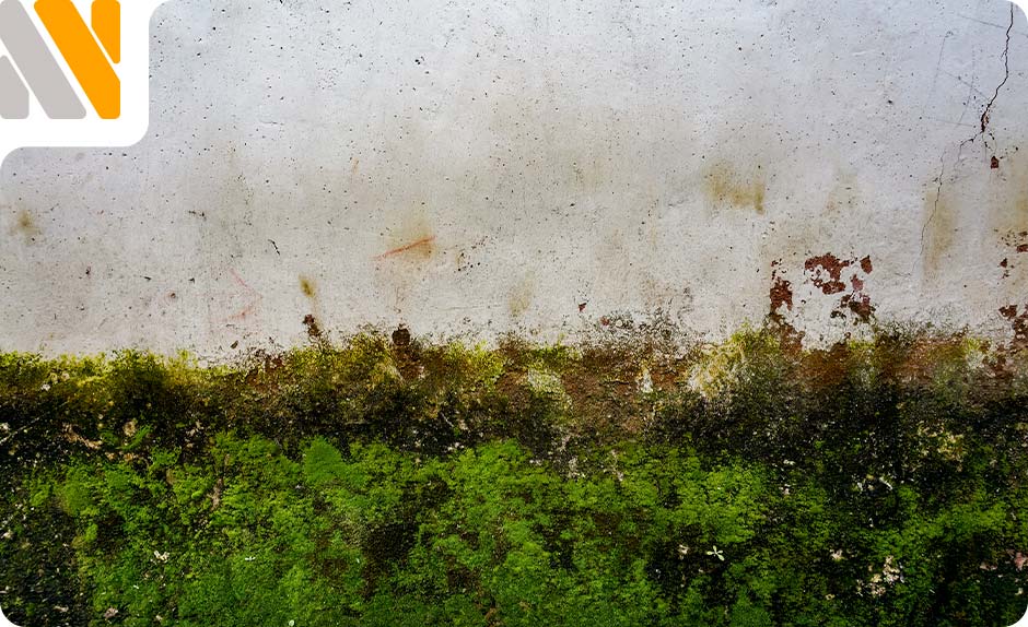 gusanos-humedad-casa