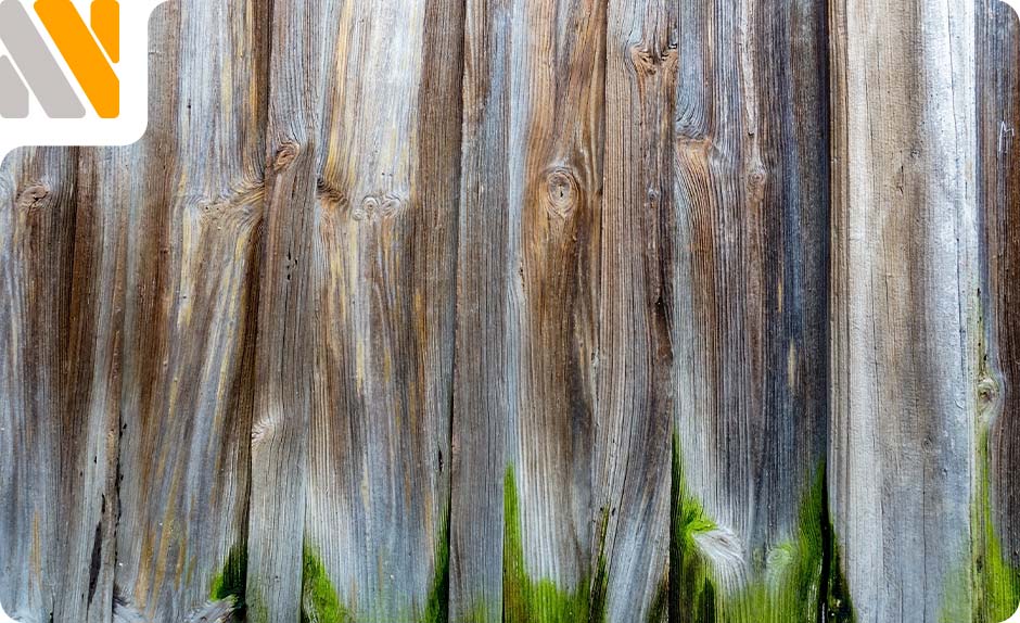 hongos-en-la-madera-por-humedad-