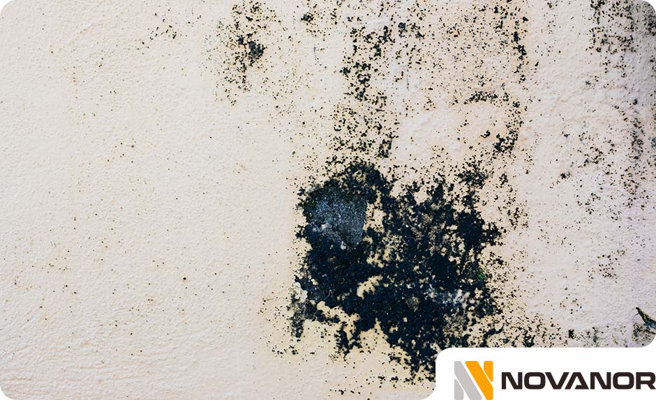 exposicion-moho-negro