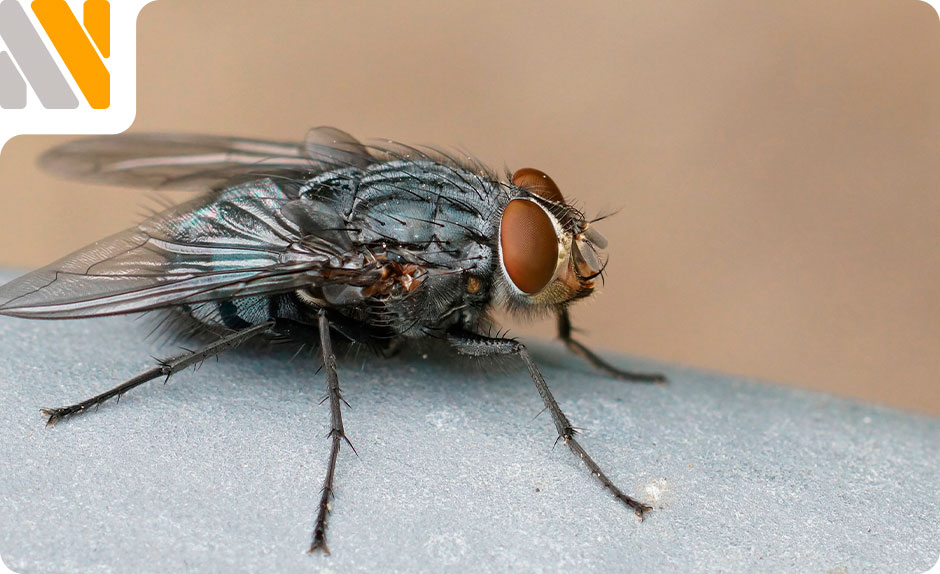mosca-de-la-humedad