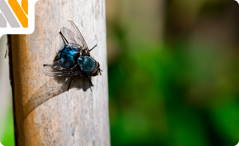 mosquitas-de-la-humedad